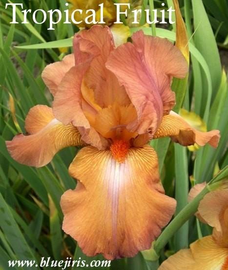 Photo of Tall Bearded Iris (Iris 'Tropical Fruit') uploaded by Calif_Sue