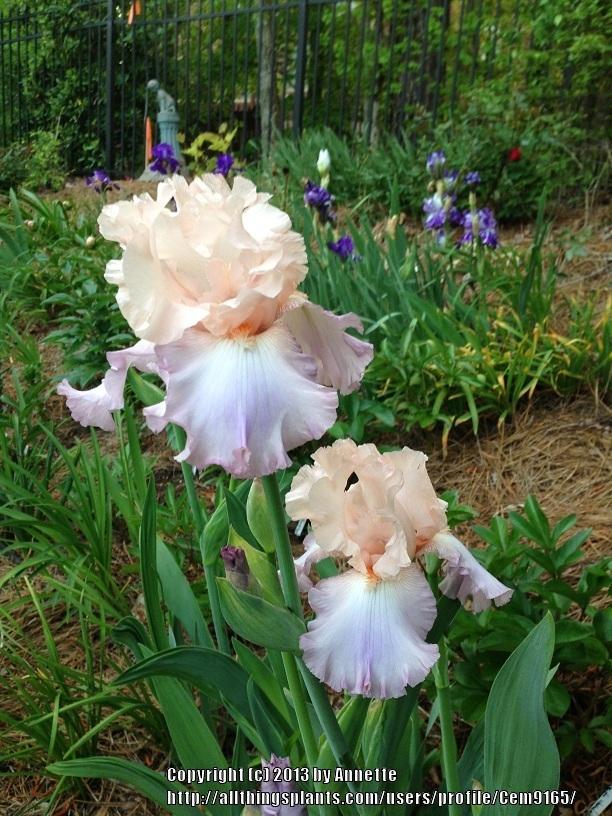 Photo of Tall Bearded Iris (Iris 'Celebration Song') uploaded by Cem9165