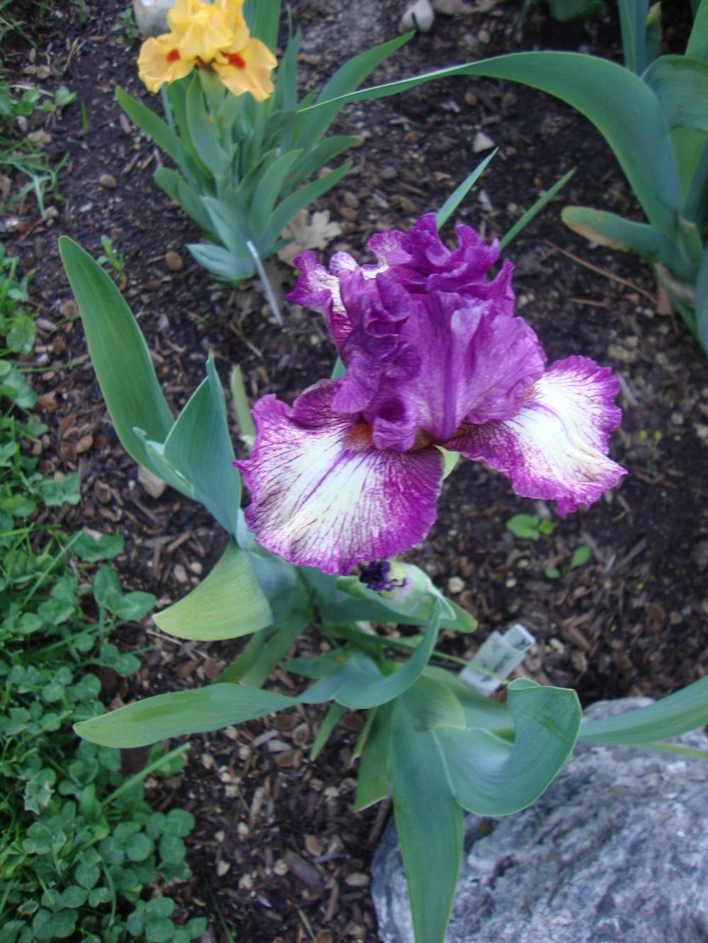 Photo of Intermediate Bearded Iris (Iris 'Cat in the Hat') uploaded by Paul2032