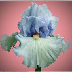 Location: Indiana
Date: May
Ketchikan tall bearded iris