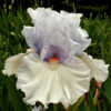 Ketchikan tall bearded iris