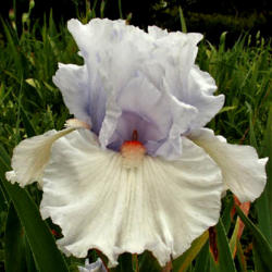 Location: Indiana
Date: May
Ketchikan tall bearded iris