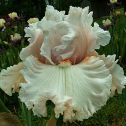 Location: Indiana
Date: May
Lost in Love tall bearded iris