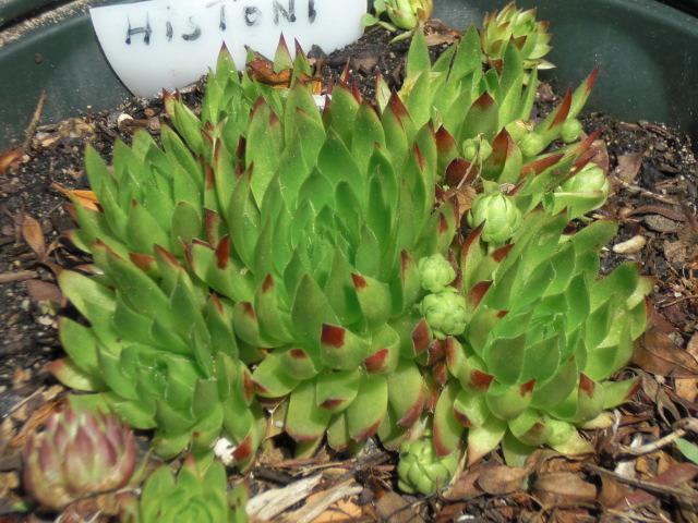 Photo of Rollers (Sempervivum globiferum subsp. hirtum 'Histoni') uploaded by Cahac