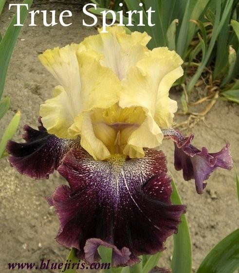 Photo of Tall Bearded Iris (Iris 'True Spirit') uploaded by Calif_Sue