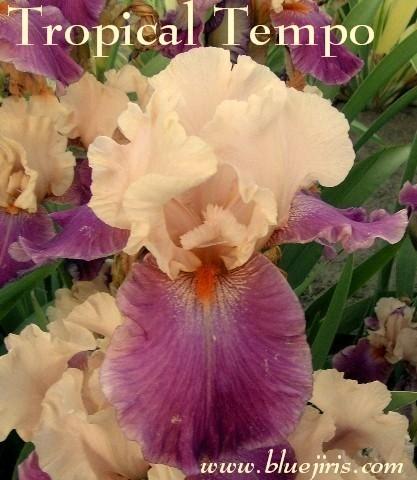 Photo of Tall Bearded Iris (Iris 'Tropical Tempo') uploaded by Calif_Sue