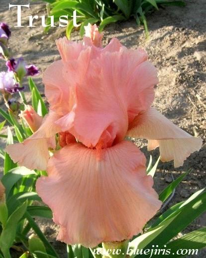Photo of Tall Bearded Iris (Iris 'Trust') uploaded by Calif_Sue