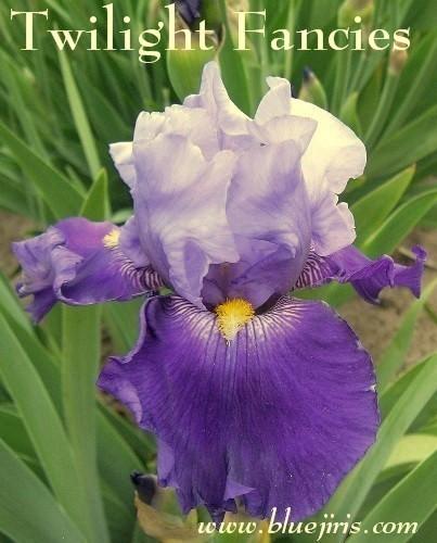 Photo of Tall Bearded Iris (Iris 'Twilight Fancies') uploaded by Calif_Sue