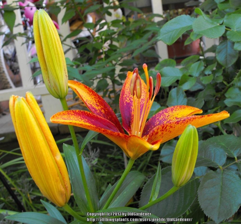 Photo of Lily (Lilium Lily Looks™ Tiny Orange Sensation) uploaded by OldGardener