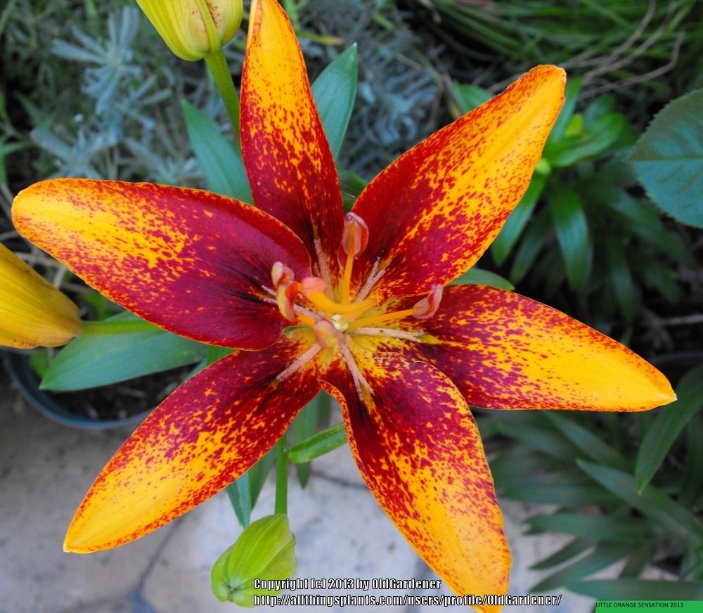 Photo of Lily (Lilium Lily Looks™ Tiny Orange Sensation) uploaded by OldGardener