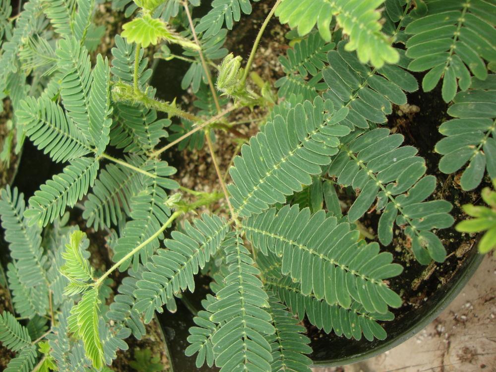 Photo of Sensitive Plant (Mimosa pudica) uploaded by Paul2032