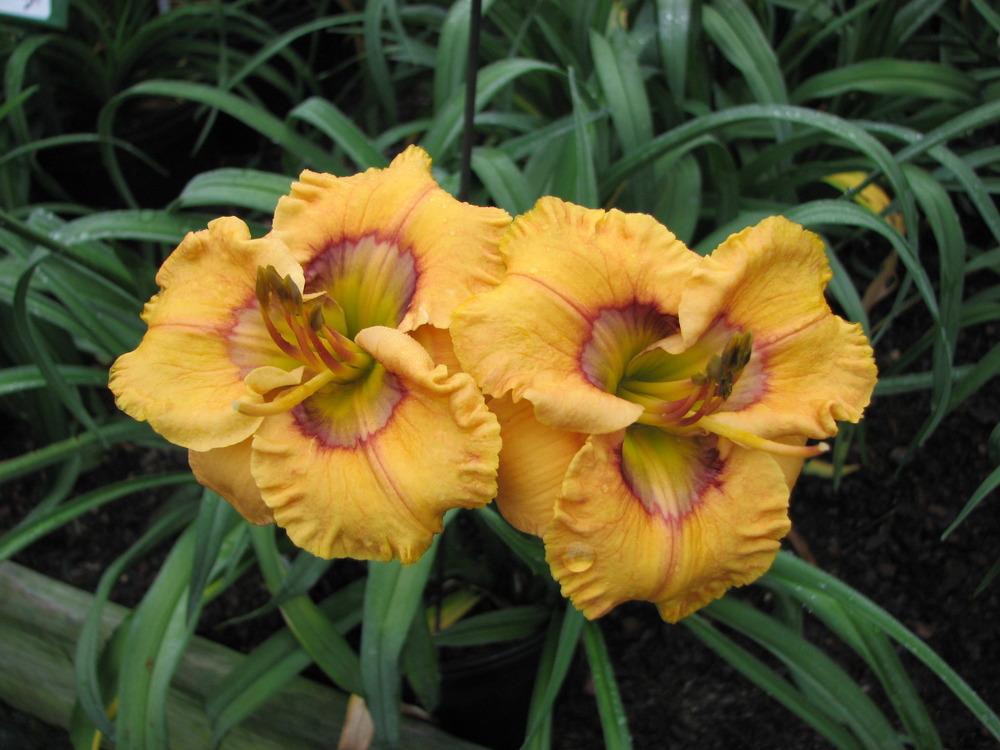 Photo of Daylily (Hemerocallis 'Curious Cutie') uploaded by tink3472