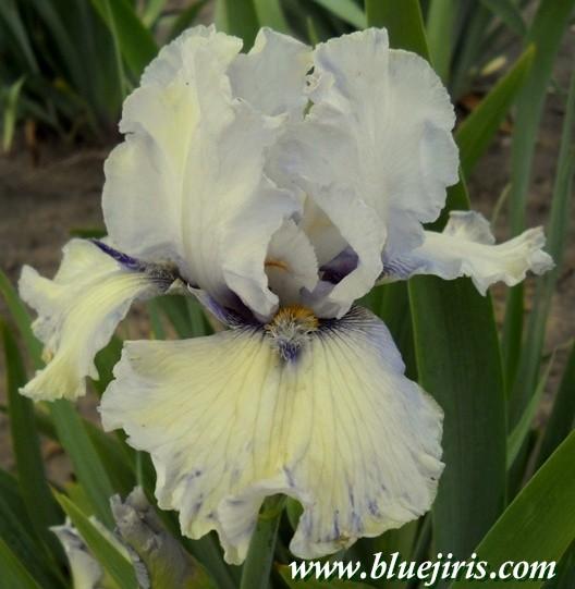 Photo of Tall Bearded Iris (Iris 'Ty Blue') uploaded by Calif_Sue