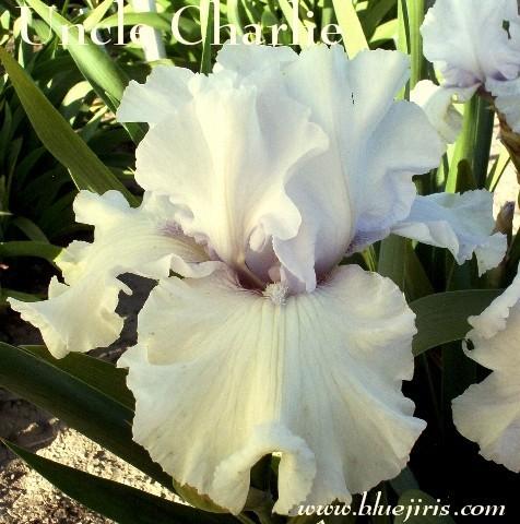 Photo of Tall Bearded Iris (Iris 'Uncle Charlie') uploaded by Calif_Sue