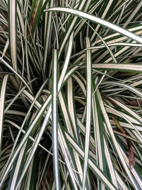 Photo of Sedges (Carex) uploaded by Jewell