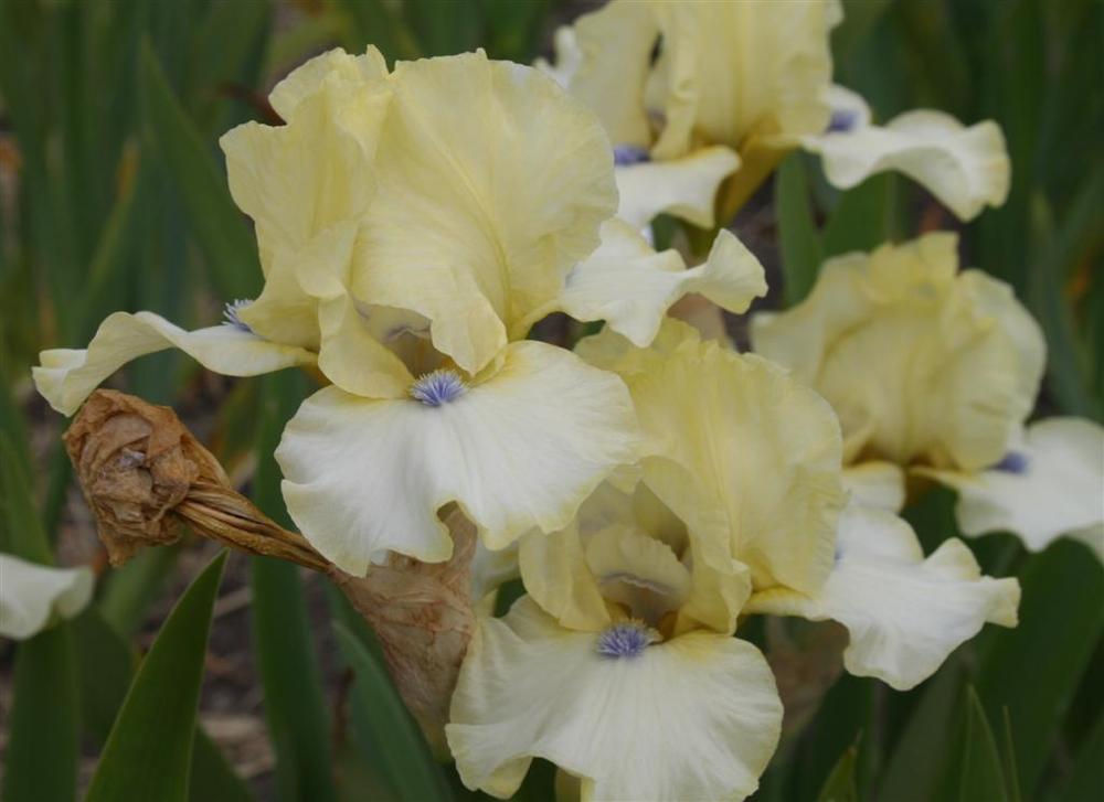 Photo of Intermediate Bearded Iris (Iris 'What About Me') uploaded by KentPfeiffer