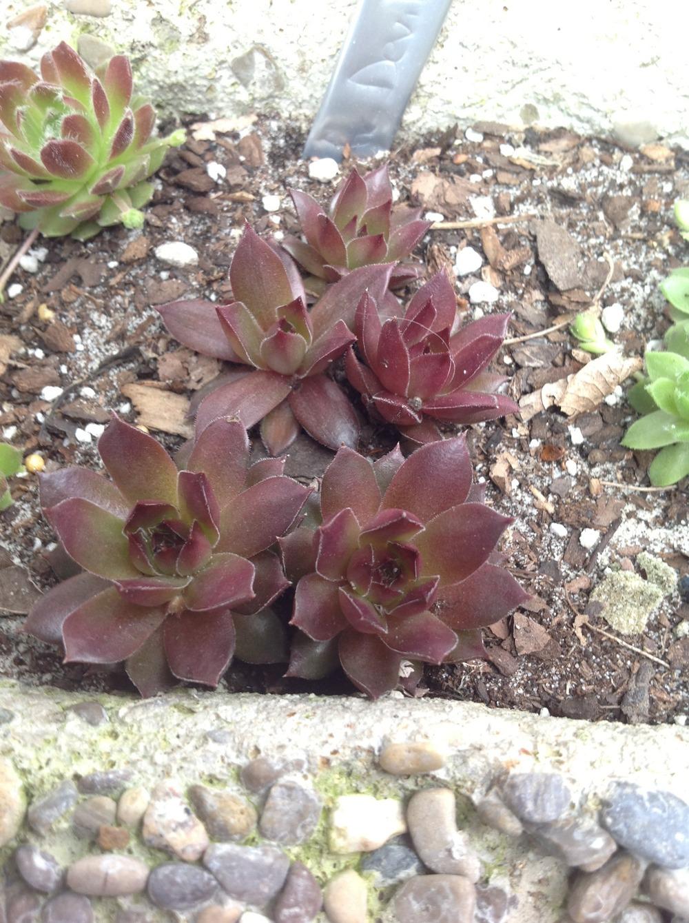 Photo of Hen and Chicks (Sempervivum 'Pacific Devil's Food') uploaded by Lilydaydreamer
