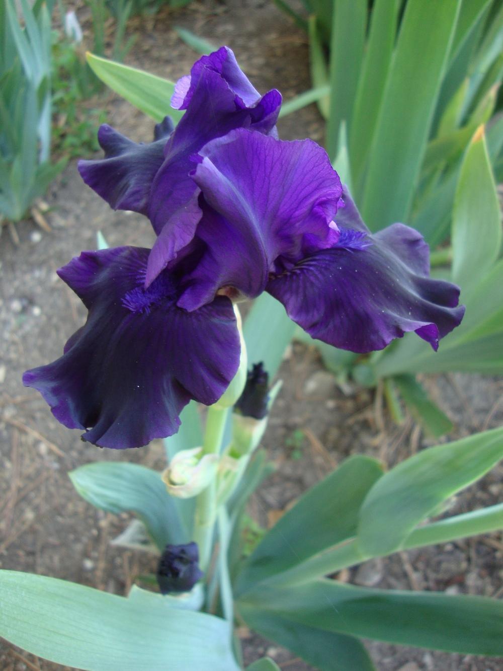 Photo of Border Bearded Iris (Iris 'Dark Wonder') uploaded by Paul2032