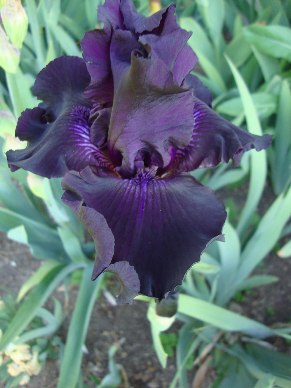 Photo of Tall Bearded Iris (Iris 'Ozark Rebounder') uploaded by Paul2032