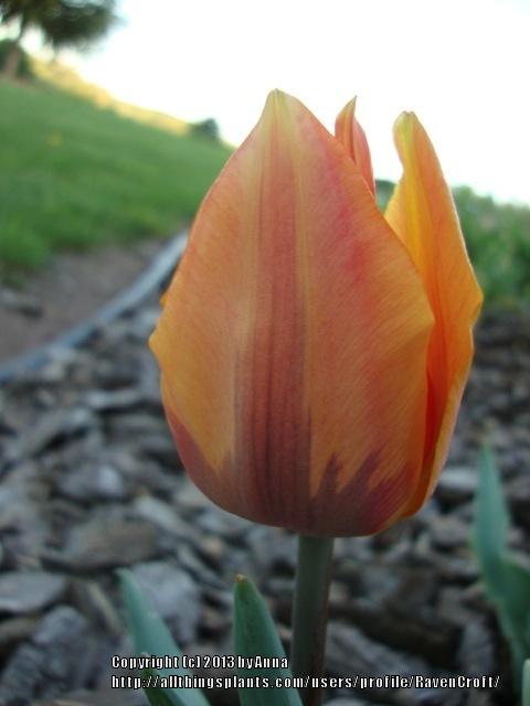 Photo of Triumph Tulip (Tulipa 'Prinses Irene') uploaded by RavenCroft