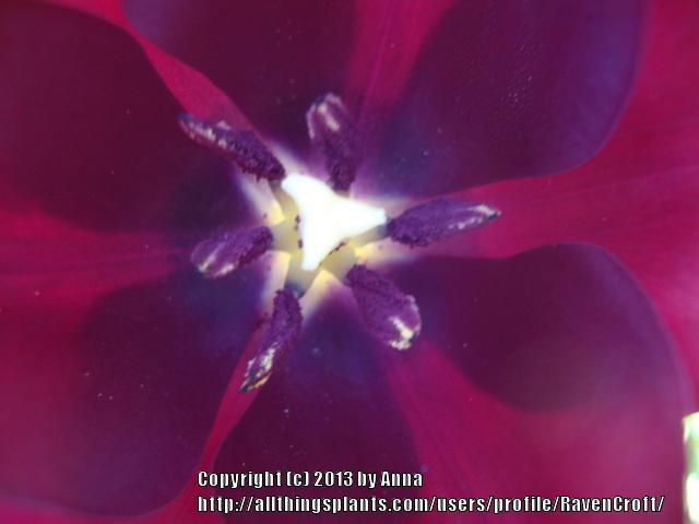 Photo of Single Late Tulip (Tulipa 'Queen of Night') uploaded by RavenCroft
