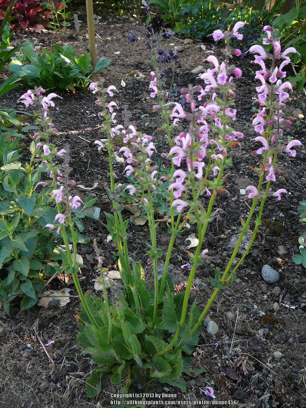 Photo of Salvia (Salvia pratensis 'Pink Delight') uploaded by duane456