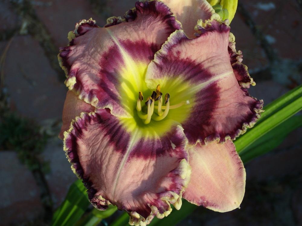 Photo of Daylily (Hemerocallis 'Moving Pictures') uploaded by Betja
