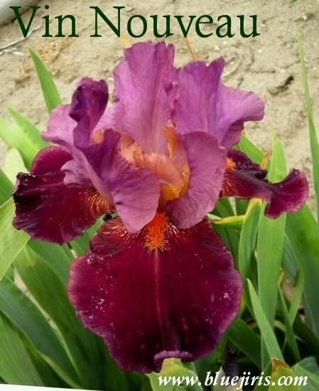 Photo of Tall Bearded Iris (Iris 'Vin Nouveau') uploaded by Calif_Sue