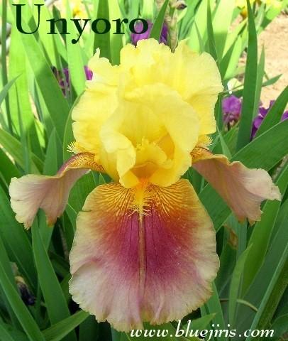 Photo of Tall Bearded Iris (Iris 'Unyoro') uploaded by Calif_Sue