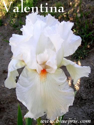 Photo of Tall Bearded Iris (Iris 'Valentina') uploaded by Calif_Sue