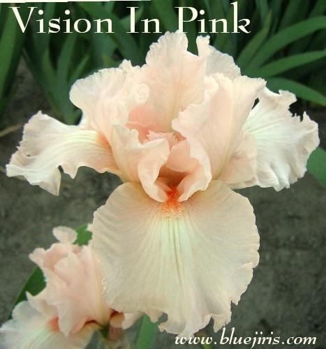 Photo of Tall Bearded Iris (Iris 'Vision in Pink') uploaded by Calif_Sue