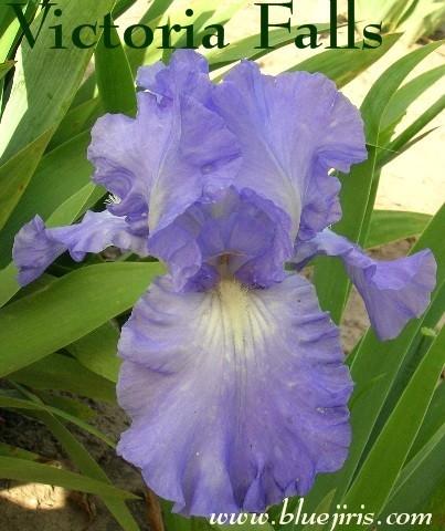Photo of Tall Bearded Iris (Iris 'Victoria Falls') uploaded by Calif_Sue