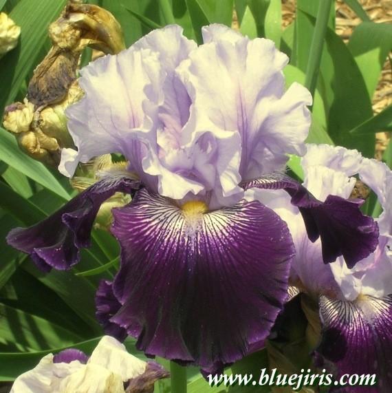 Photo of Tall Bearded Iris (Iris 'Visual Intrigue') uploaded by Calif_Sue