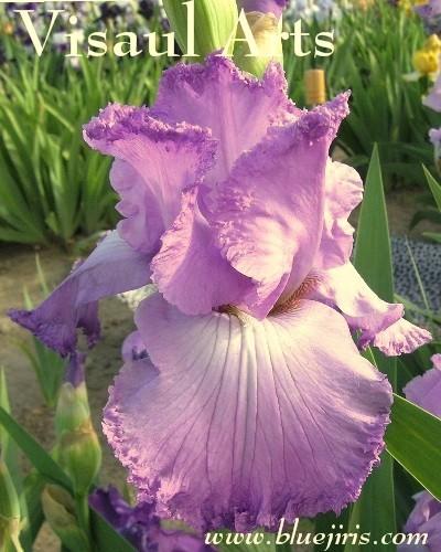 Photo of Tall Bearded Iris (Iris 'Visual Arts') uploaded by Calif_Sue