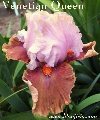 Photo of Tall Bearded Iris (Iris 'Venetian Queen') uploaded by Calif_Sue
