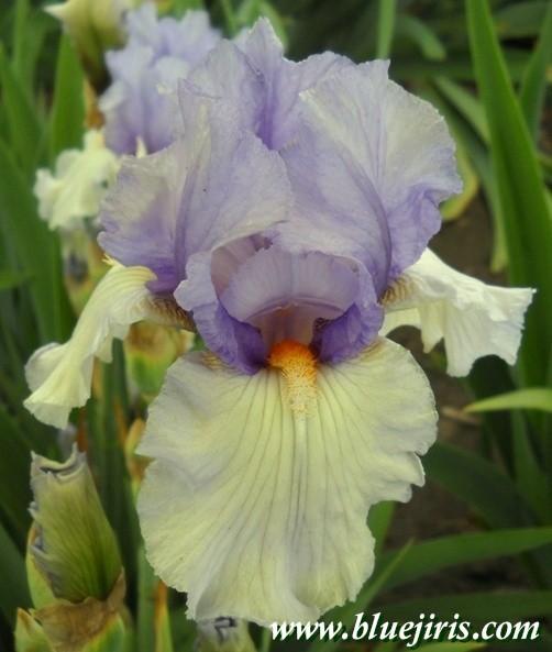 Photo of Tall Bearded Iris (Iris 'Upside Down') uploaded by Calif_Sue