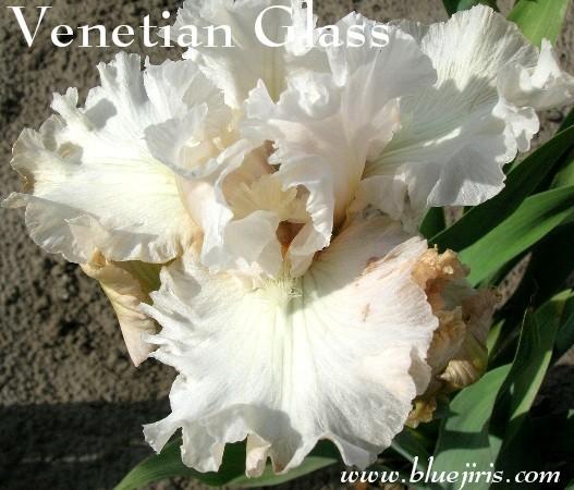 Photo of Tall Bearded Iris (Iris 'Venetian Glass') uploaded by Calif_Sue