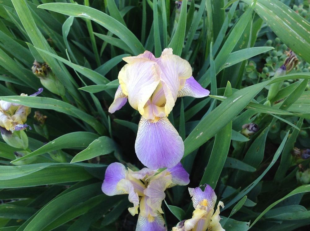 Photo of Miniature Tall Bearded Iris (Iris 'Heart's Radiance') uploaded by Lilydaydreamer
