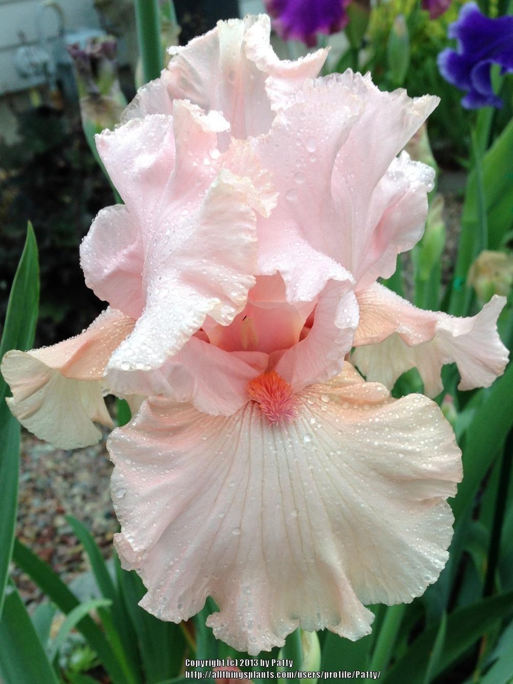 Photo of Tall Bearded Iris (Iris 'June Krausse') uploaded by Patty