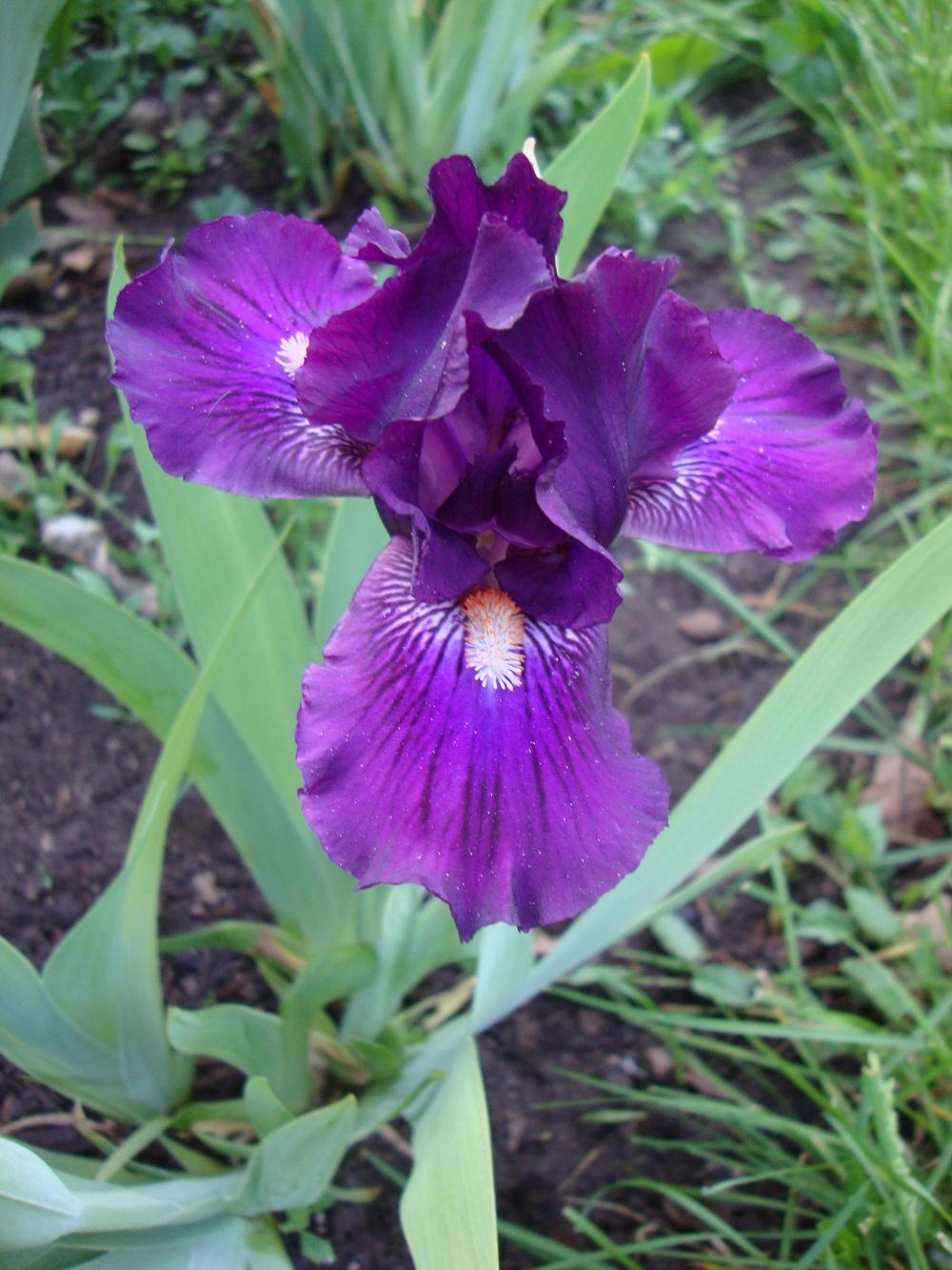 Photo of Standard Dwarf Bearded Iris (Iris 'Purple Tiger') uploaded by Paul2032