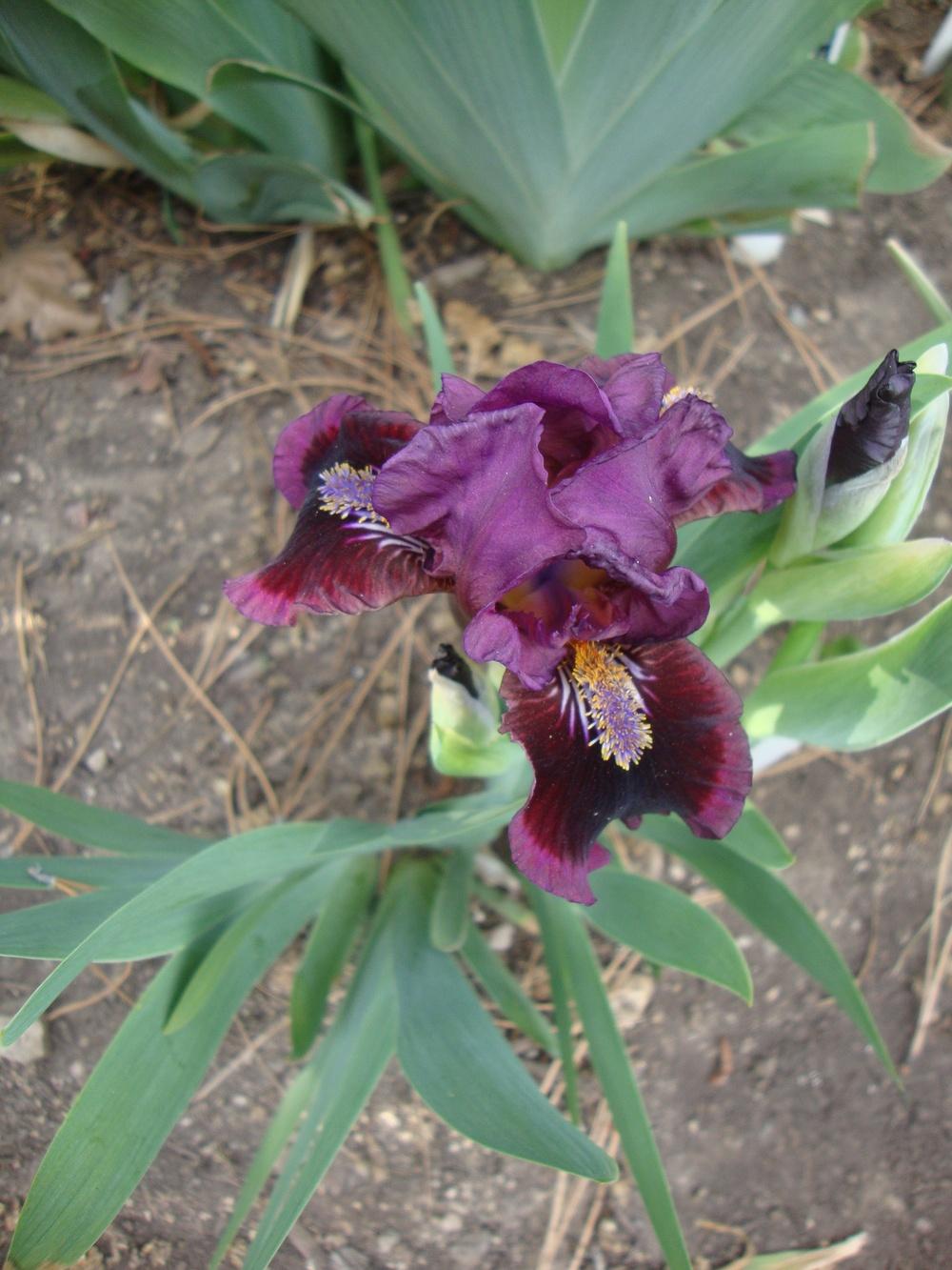 Photo of Standard Dwarf Bearded Iris (Iris 'Stunt Double') uploaded by Paul2032