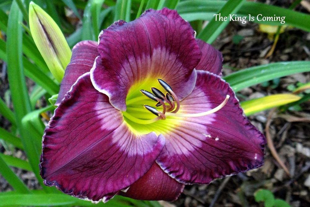Photo of Daylily (Hemerocallis 'The King is Coming') uploaded by Tepelus