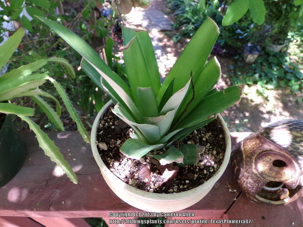 Photo of Pineapple (Ananas comosus) uploaded by TexasPlumeria87