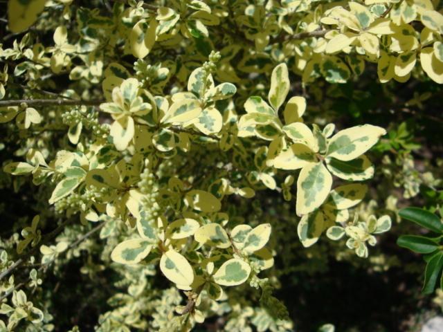 Photo of Japanese Spindle (Euonymus japonicus) uploaded by flaflwrgrl