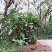 Photo taken at Sugar Mill Botanical Gardens - Port Orange, Florid