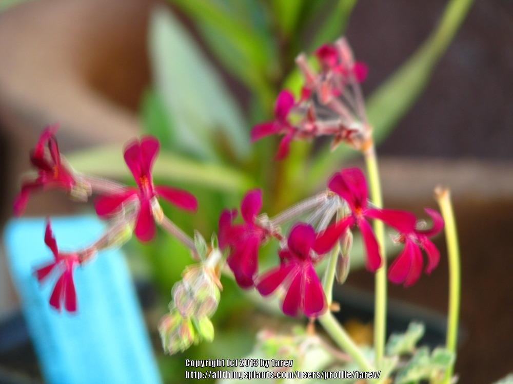 Photo of South African Geranium (Pelargonium sidoides) uploaded by tarev