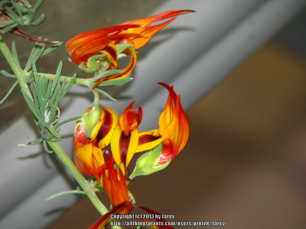 Photo of Lotus Vine (Lotus maculatus 'Gold Flash') uploaded by tarev