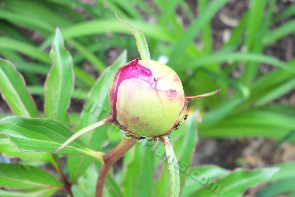 Photo of Peony (Paeonia lactiflora 'Karl Rosenfield') uploaded by virginiarose