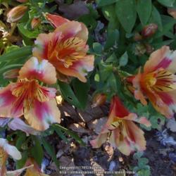Location: In my Northern California garden
Date: 2013-05-10