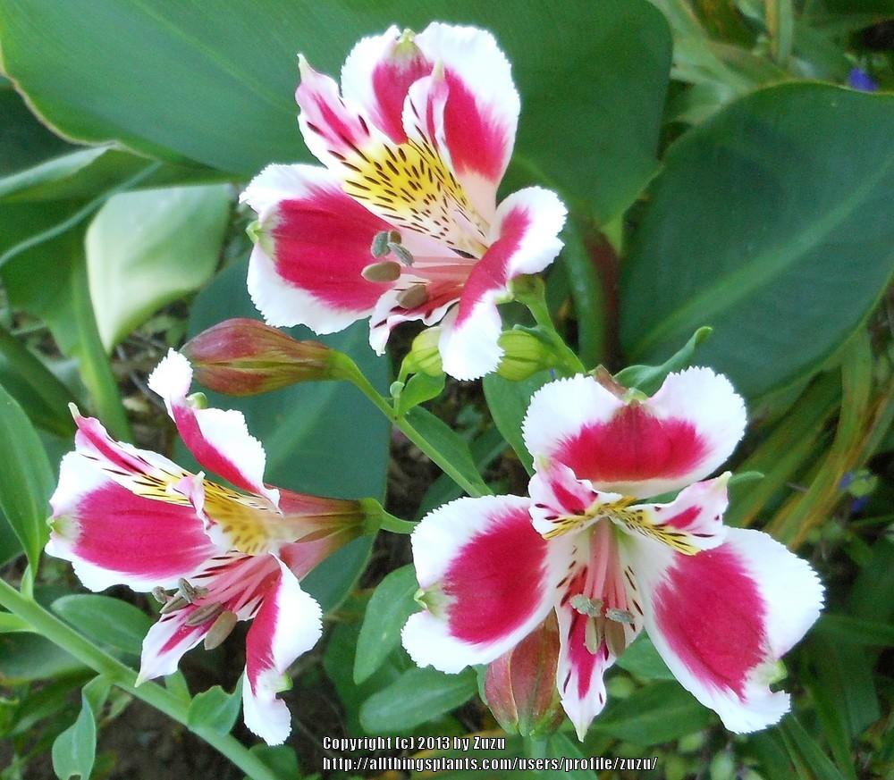 Photo of Peruvian Lilies (Alstroemeria) uploaded by zuzu